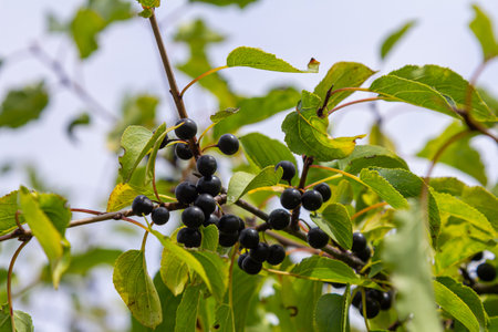 Glossy buckthorn berries or fruit growing on the bush in August.の写真素材