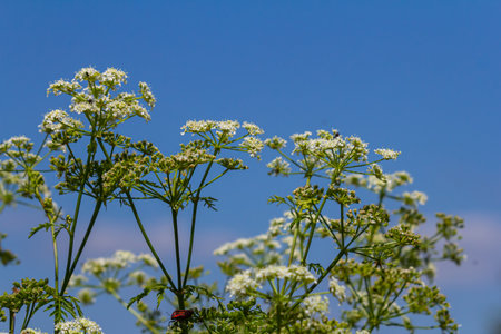Selective focus of white flowers Cow Parsley in spring, Anthriscus sylvestris, Wild chervil or keck...