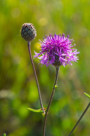 Centaurea scabiosa subsp. apiculata, Centaurea apiculata, Compositae. Wild plant shot in summer.の写真素材