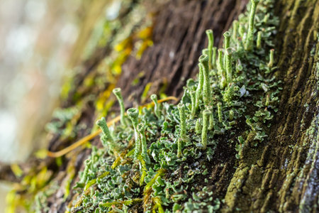 Close up of the trumpet lichen Cladonia fimbriata between stone flowers and moss on a rock.の写真素材