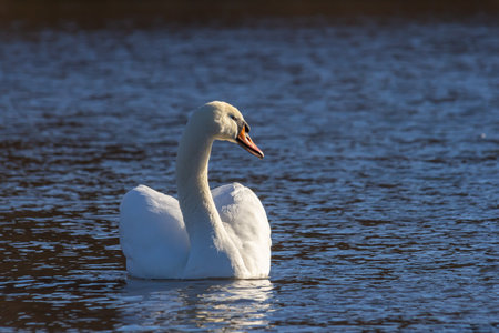A white mute swan swims on a calm body of water. The water is blue. The swan has slightly raised its wings.の写真素材