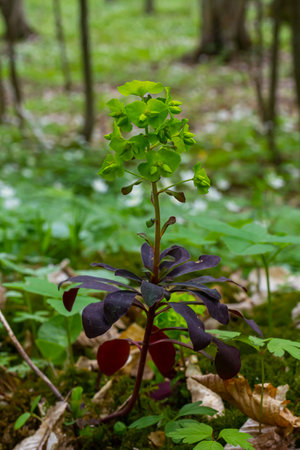 Euphorbia amygdaloides. Wood spurge with its yellowish green inflorescences.