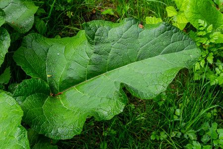 Arctium lappa - Young burdock leaves in an early summer.