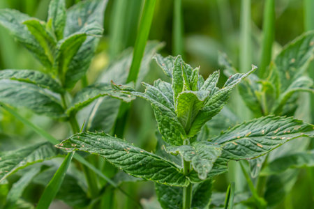 Mentha, also known as mint, used as a spice for tea and flavoring of food and other drinks.