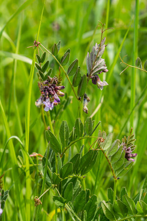 Vicia sepium or bush vetch is a plant species of the genus Vicia. Bush vetch Vicia sepium blooming on a meadow.の写真素材