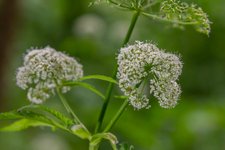 white inflorescence and green leaves of Aethusa cynapium plant.の写真素材