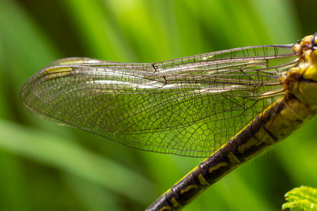 Larval dragonfly gray shell. Nymphal exuvia of Gomphus vulgatissimus. White filaments hanging out of exuvia are linings of tracheae. Exuviae, dried outer casing on blade of grass.の写真素材