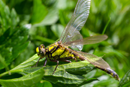 Dragonfly Gomphus vulgatissimus in front of green background macro shot with dew. on the wings. Blue flowers in the morning of a sunny summer day.の写真素材