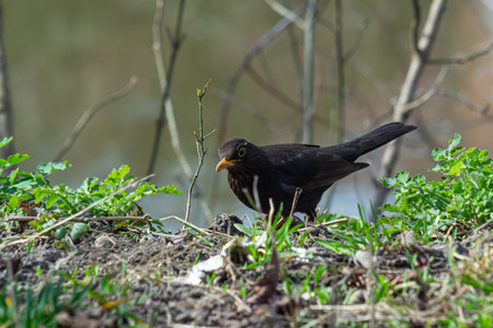 eurasian blackbird aka turdus merula is searching for food in forest.の写真素材