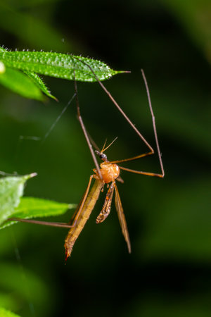 The insect, the Limonia stork fly in the family Limoniidae, has a very small body with orange coloration and long stilt legs and large black eyeballs.の写真素材