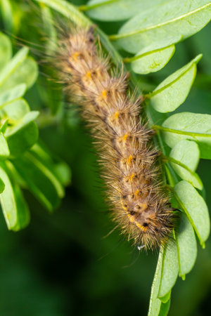 Hairy caterpillar on juicy fresh green leaves. Furry caterpillar against soft blurred background.の写真素材