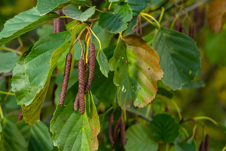 Speckled alders spread their seeds through cone-like structures.