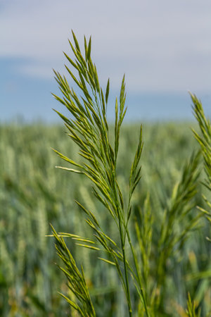 Bromegrass seed heads with blurry background. Bromus is a large genus of grasses, classified as Bromeae. They are commonly known as bromes, brome grasses, cheat grasses or chess grasses.の写真素材