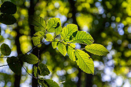 Selective focus of leaves in the garden, Small leafed plant which forms a dense hedge, Green leaf pattern with sunlight, Nature background.の写真素材
