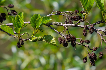 Green and brown alder cones, alder catkins and green leaves.
