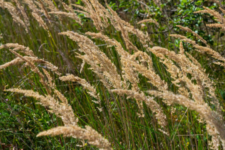 Inflorescence of wood small-reed Calamagrostis epigejos on a meadow.の写真素材