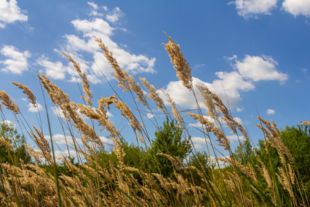 Inflorescence of wood small-reed Calamagrostis epigejos on a meadow.