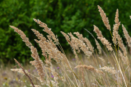 Inflorescence of wood small-reed Calamagrostis epigejos on a meadow.の写真素材
