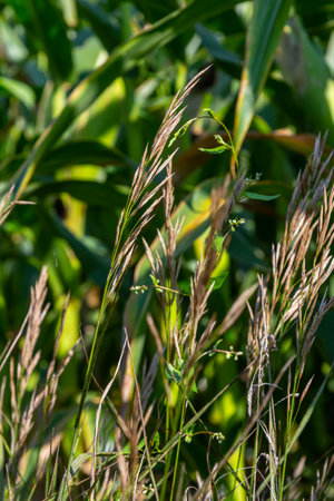 Bromegrass seed heads with blurry background. Bromus is a large genus of grasses, classified as Bromeae. They are commonly known as bromes, brome grasses, cheat grasses or chess grasses.の写真素材