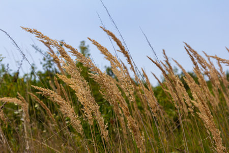 Inflorescence of wood small-reed Calamagrostis epigejos on a meadow.