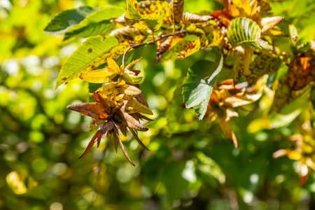 Branch of a hornbeam Carpinus betulus with drooping inflorescence and leaves in autumn, selected focus, narrow depth of field, copy space in the blurry background.の写真素材