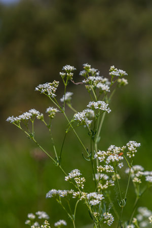Shoots from the wild plant Galium palustre.