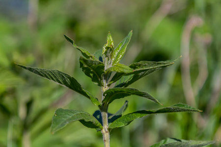 Mentha, also known as mint, used as a spice for tea and flavoring of food and other drinks.
