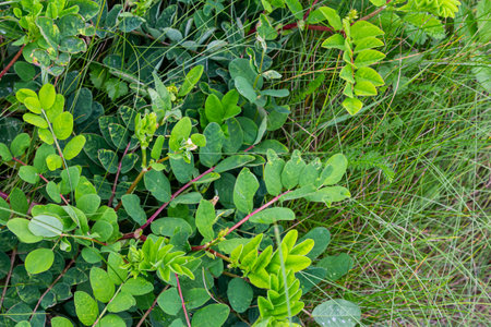 Astragalus glycyphyllos grows in the wild.の写真素材