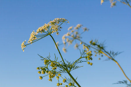 Caraway blooms in garden. White meridian fennel blossom in field. Persian cumin flowering plant....