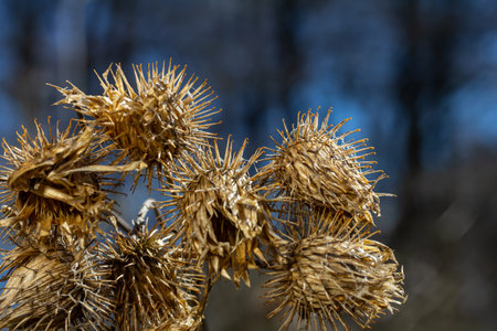 The fruits of Arctium lappa greater burdock, close-up of a plant with pointed spines in sunlight.の写真素材