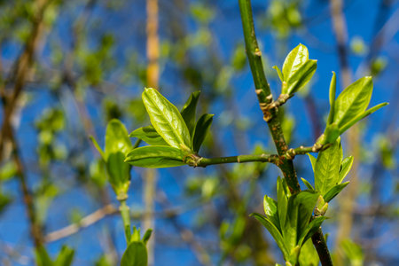 Spring young leaves on the trees against the background of a spring park. Spring landscape, trees with first leaves.の写真素材