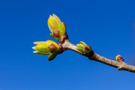 Spring young leaves on the trees against the background of a spring park. Spring landscape, trees with first leaves.の写真素材