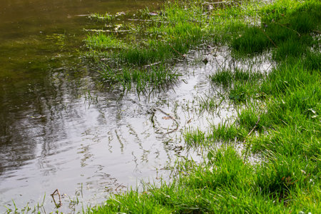 fresh green sprouts growth in a water, spring flood scene.
