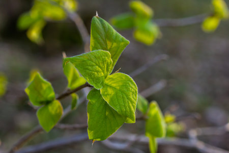 Spring young leaves on the trees against the background of a spring park. Spring landscape, trees...