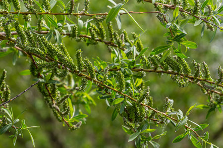 Close-up of golden willow catkins swaying gently in the spring breeze. The sunlight enhances their...