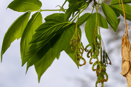 The ash-leaved maple Acer negundo flowers in early spring, sunny day and natural environment, blurred background.の写真素材
