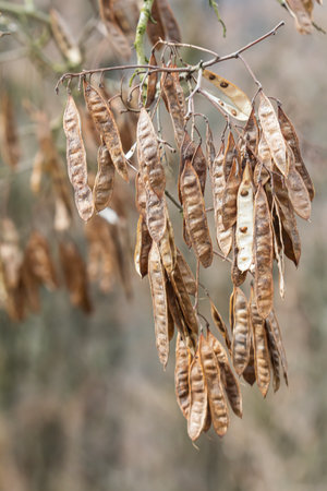 Close up of a brown color 'Robinia pseudoacacia' seed pod against a bright nature background.の写真素材