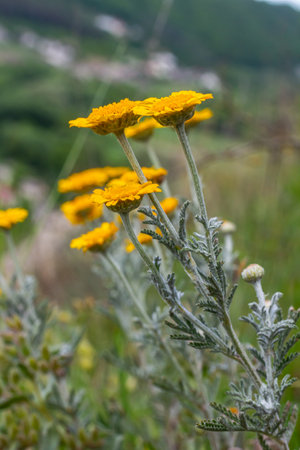 Feathery foliage and yellow flowers of Cota tinctoria Kelwayi in June.の写真素材