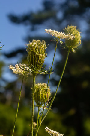 Daucus carota known as wild carrot blooming plant.の写真素材