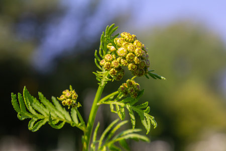 Tansy Tanacetum vulgare wild plant in summer.の写真素材