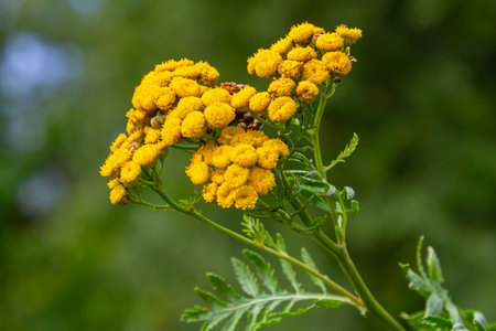 Tansy Tanacetum vulgare wild plant in summer.の写真素材