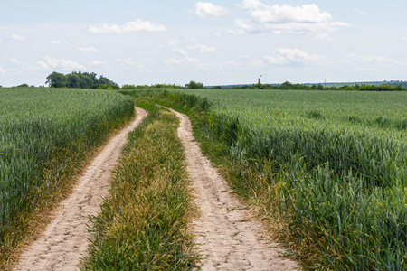 A dirt path winds through vibrant green fields under a clear blue sky, showing the beauty of rural landscapes during daylight. The surroundings are peaceful and inviting.の写真素材