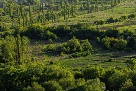A vibrant green landscape features hills and a rich variety of trees and plants. Sunlight...