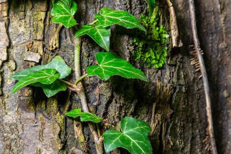 Fresh bright green leaves of ivy Hedera helix on gray-brown tree bark.の写真素材
