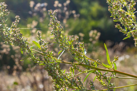 A type of wormwood grows in the wild - Artemisia marschalliana.