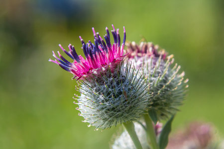 Arctium tomentosum, commonly known as the woolly burdock is a species of burdock belonging to the family Asteraceae.の写真素材