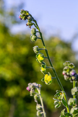 In the wild, Cynoglossum officinale blooms among grasses. A close-up of the colorful flowers in a...