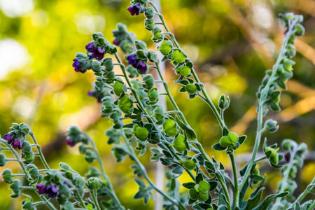 In the wild, Cynoglossum officinale blooms among grasses. A close-up of the colorful flowers in a typical habitat.の写真素材