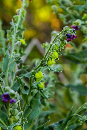 In the wild, Cynoglossum officinale blooms among grasses. A close-up of the colorful flowers in a...