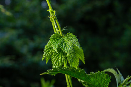 hop leaves. Humulus. green leaves of a climbing plant. natural autumn background, leaves close up....